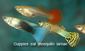 Guppies